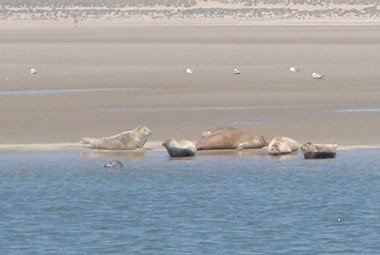 zeehonden 1 Zeehonden 1